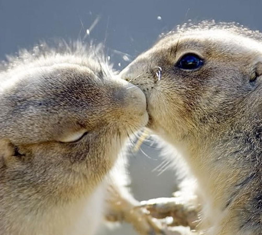 Kissing couples investigation introduction